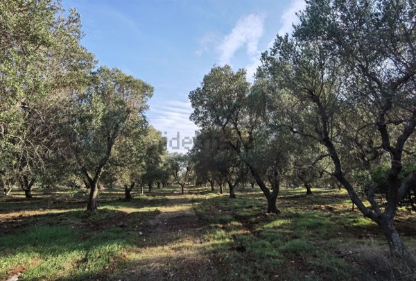 terreno agricolo in vendita a Carovigno