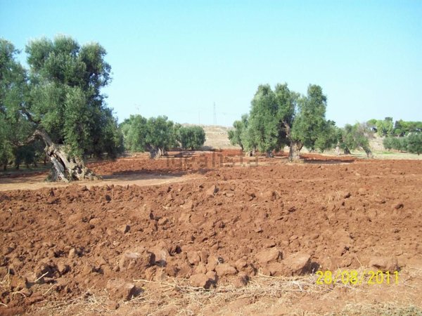 casa indipendente in vendita a Carovigno