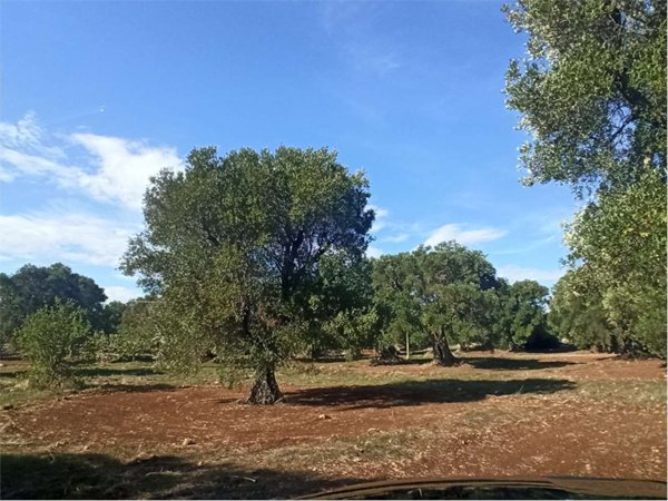 casa indipendente in vendita a Carovigno