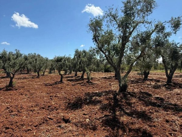 terreno agricolo in vendita a Carovigno