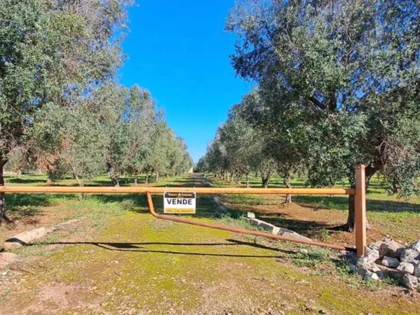 casa indipendente in vendita a Carovigno