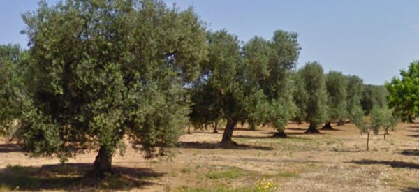 casa indipendente in vendita a Carovigno