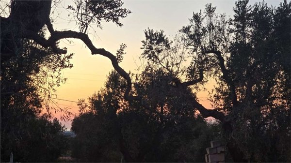 casa indipendente in vendita a Carovigno