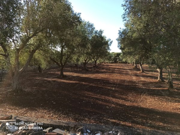 terreno edificabile in vendita a Carovigno