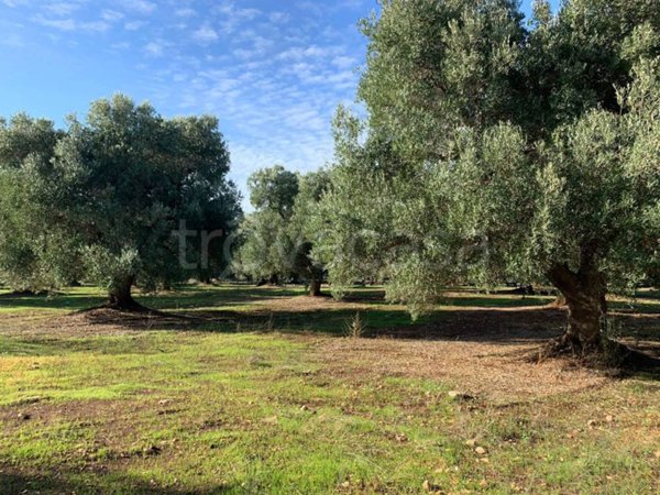 casa indipendente in vendita a Carovigno in zona Torre Santa Sabina