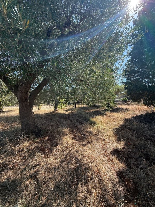appartamento in vendita a Carovigno