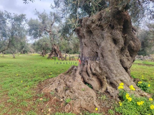 terreno agricolo in vendita a Carovigno
