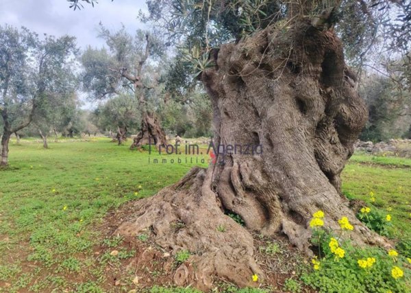 casa indipendente in vendita a Carovigno