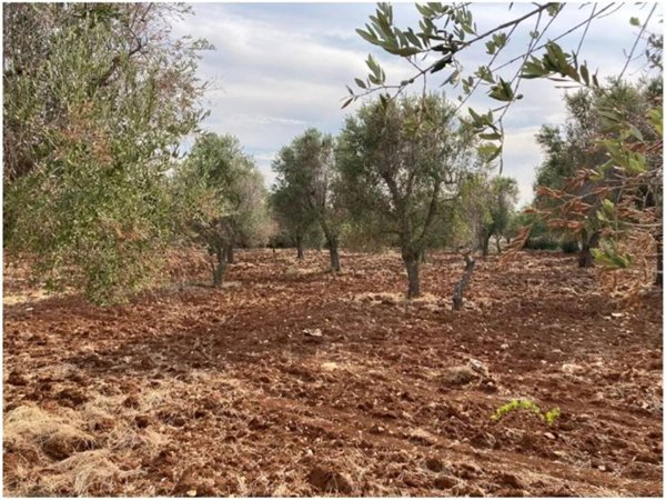 casa indipendente in vendita a Carovigno