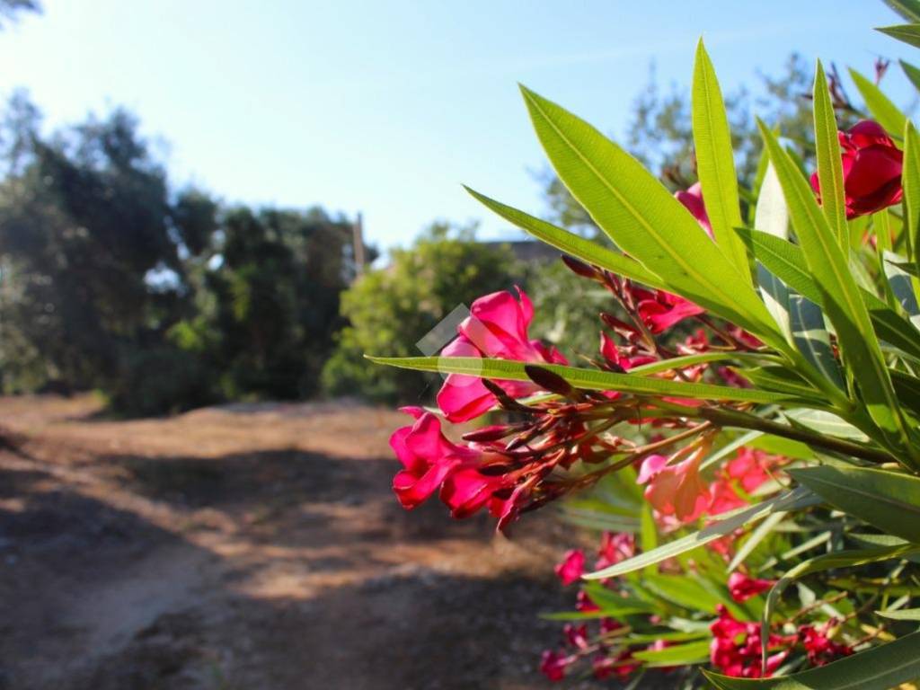 casa indipendente in vendita a Carovigno