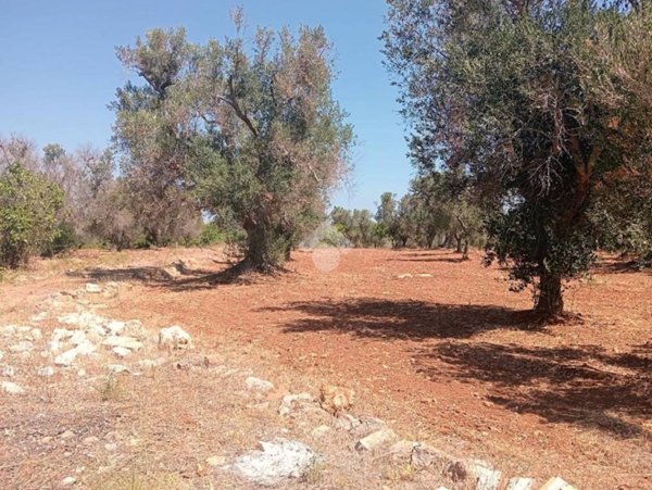 casa indipendente in vendita a Carovigno