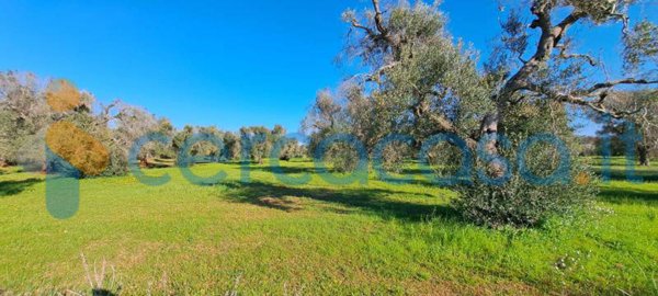 casa indipendente in vendita a Carovigno in zona Serranova