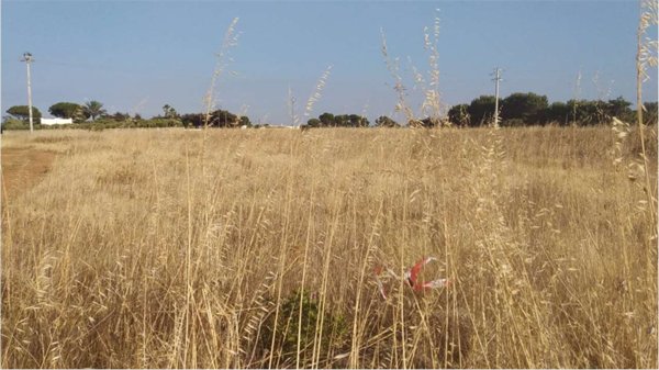 terreno agricolo in vendita a Carovigno