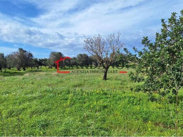 terreno agricolo in vendita a Carovigno in zona Serranova