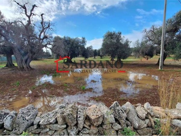 terreno agricolo in vendita a Carovigno