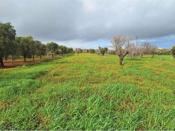 terreno agricolo in vendita a Carovigno