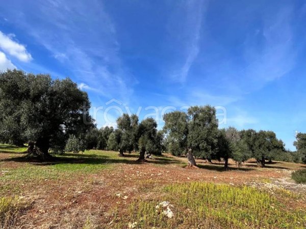 casa indipendente in vendita a Carovigno