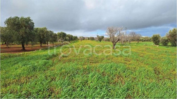 casa indipendente in vendita a Carovigno