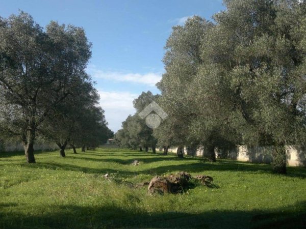 terreno agricolo in vendita a Carovigno