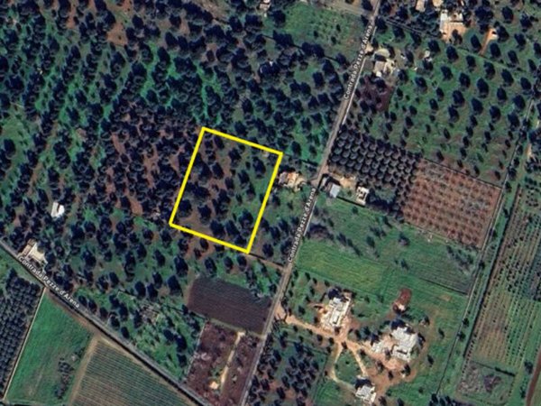 terreno agricolo in vendita a Carovigno