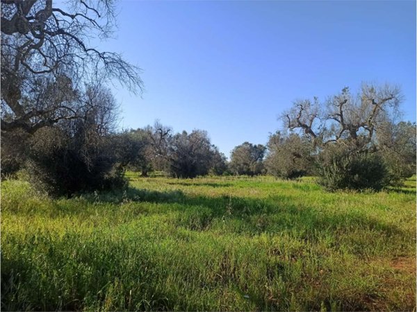 terreno edificabile in vendita a Carovigno