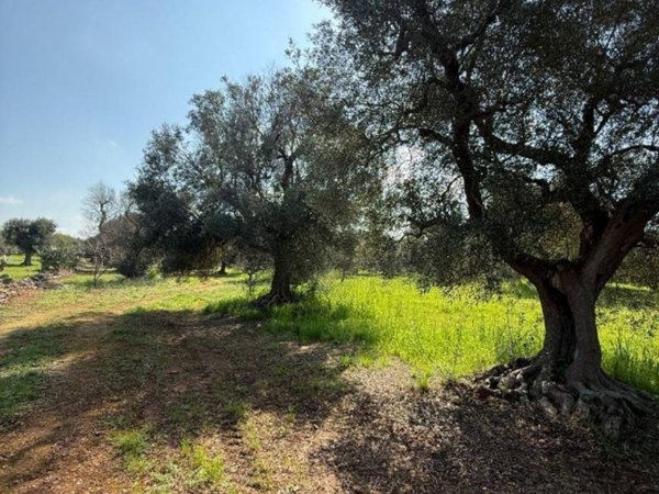 casa indipendente in vendita a Carovigno