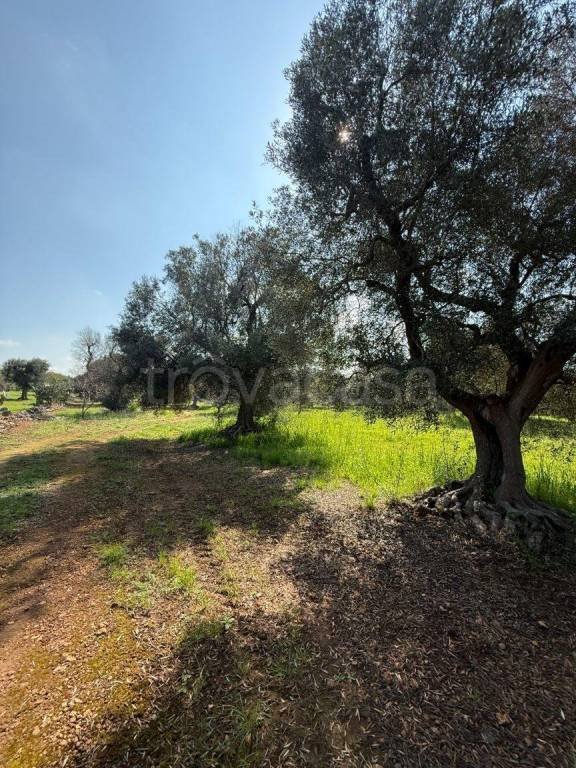 casa indipendente in vendita a Carovigno in zona Torre Santa Sabina