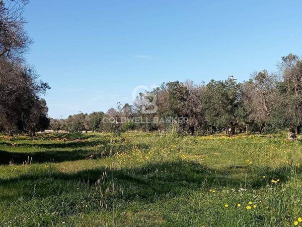 terreno agricolo in vendita a Carovigno in zona Serranova