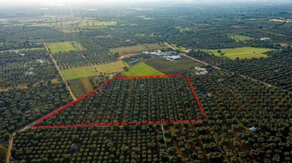 appartamento in vendita a Carovigno in zona Serranova