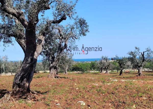 casa indipendente in vendita a Carovigno