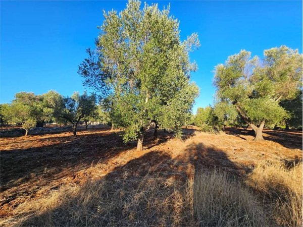 terreno agricolo in vendita a Carovigno