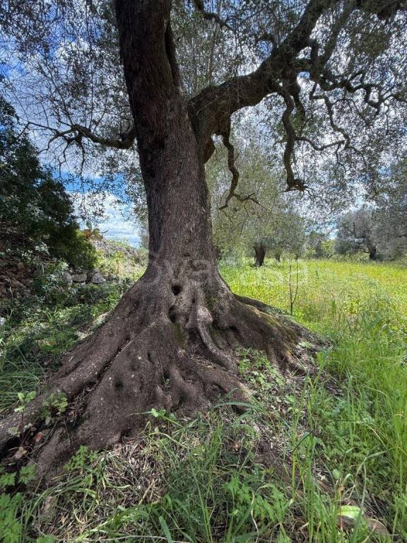 casa indipendente in vendita a Carovigno