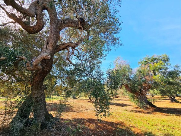 casa indipendente in vendita a Carovigno