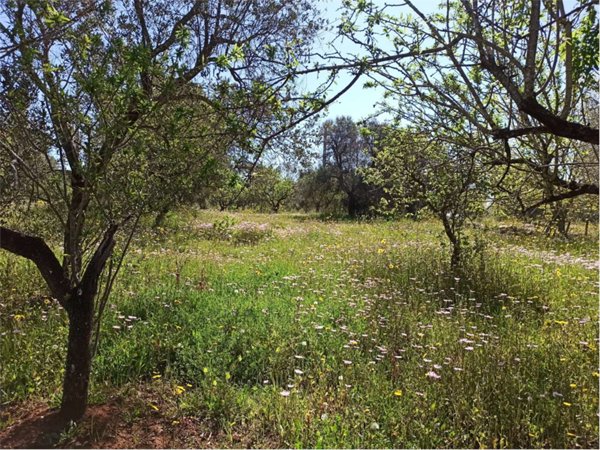 terreno edificabile in vendita a Carovigno