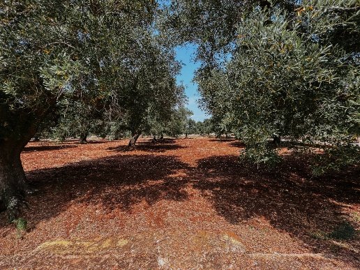 casale in vendita a Carovigno
