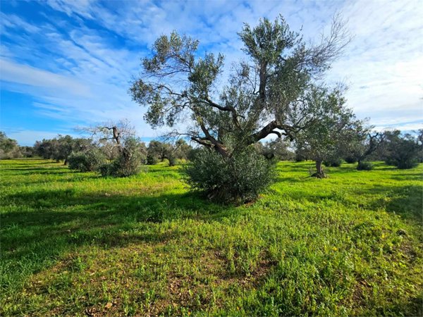 terreno edificabile in vendita a Carovigno in zona Torre Santa Sabina