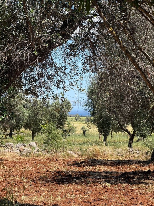 terreno agricolo in vendita a Carovigno in zona Serranova