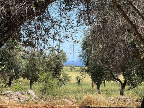 terreno agricolo in vendita a Carovigno