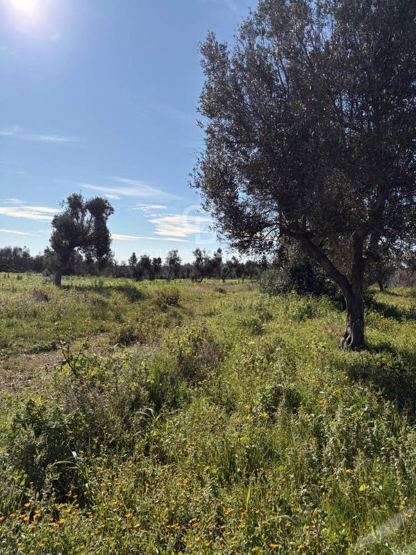 terreno agricolo in vendita a Carovigno