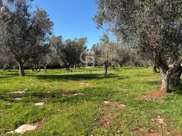 terreno agricolo in vendita a Carovigno