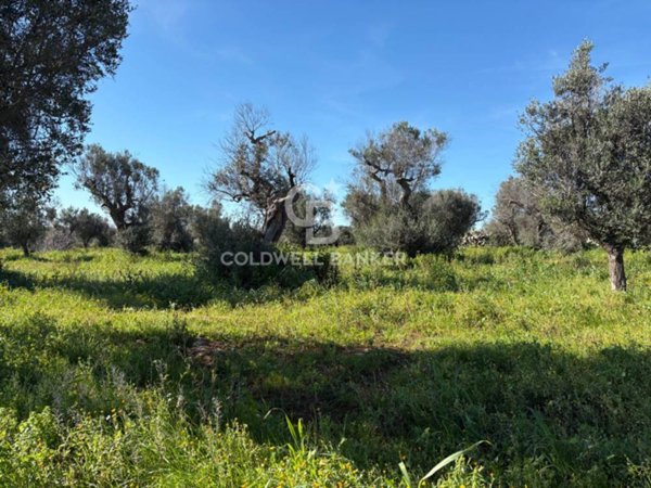 terreno agricolo in vendita a Carovigno