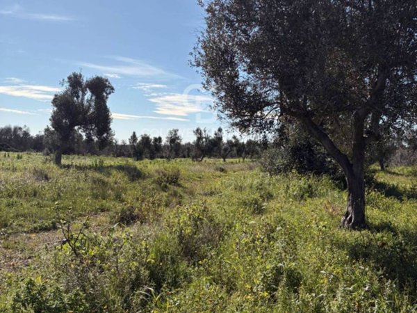 terreno agricolo in vendita a Carovigno