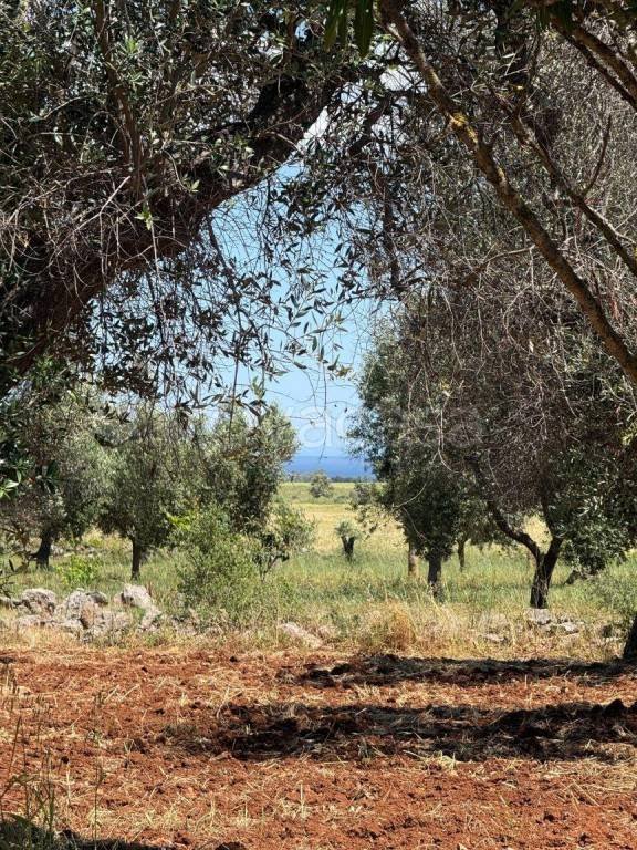casa indipendente in vendita a Carovigno