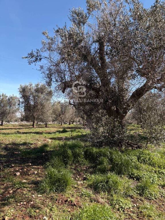 terreno agricolo in vendita a Carovigno