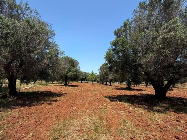 terreno agricolo in vendita a Carovigno