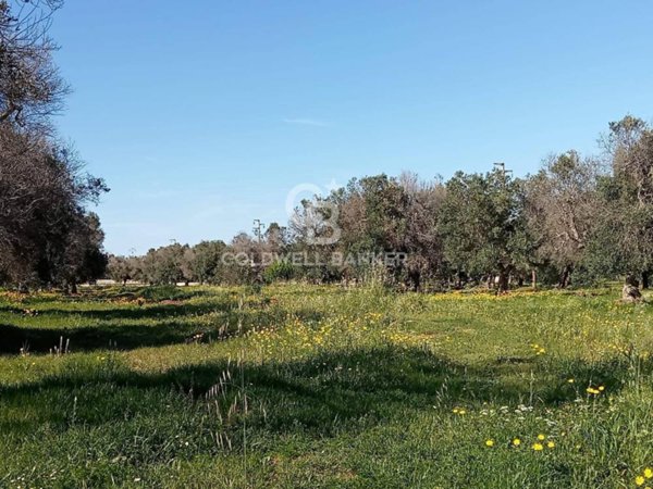 terreno agricolo in vendita a Carovigno in zona Serranova