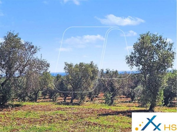terreno agricolo in vendita a Carovigno
