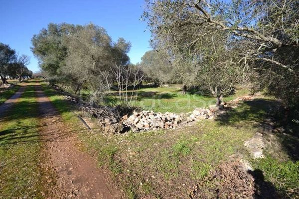 terreno agricolo in vendita a Carovigno
