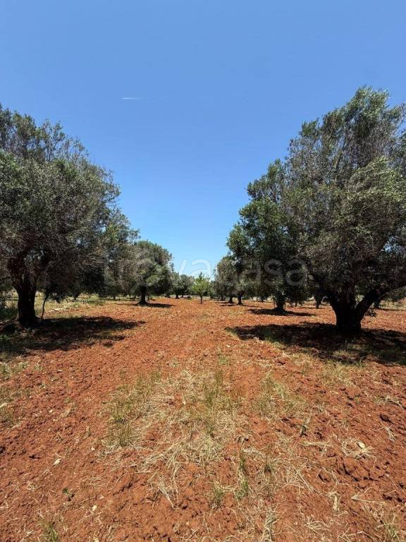 casa indipendente in vendita a Carovigno