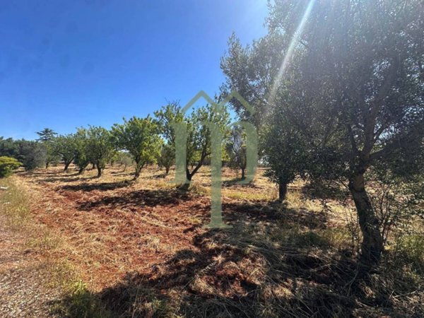terreno agricolo in vendita a Carovigno